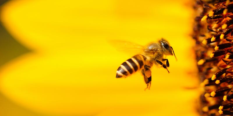 venin d'abeille